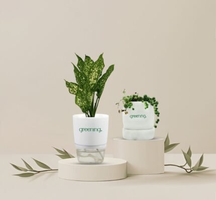 Set of 2 Indoor Plants | Snowwhite + String of Tears in Self-Watering & Marble Pots