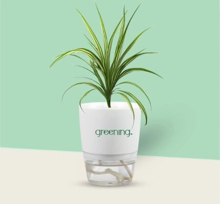 Spider Plant